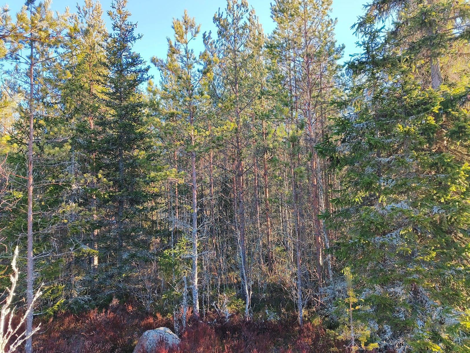 Alaloulinki 935-426-7-76 (määräala) 1