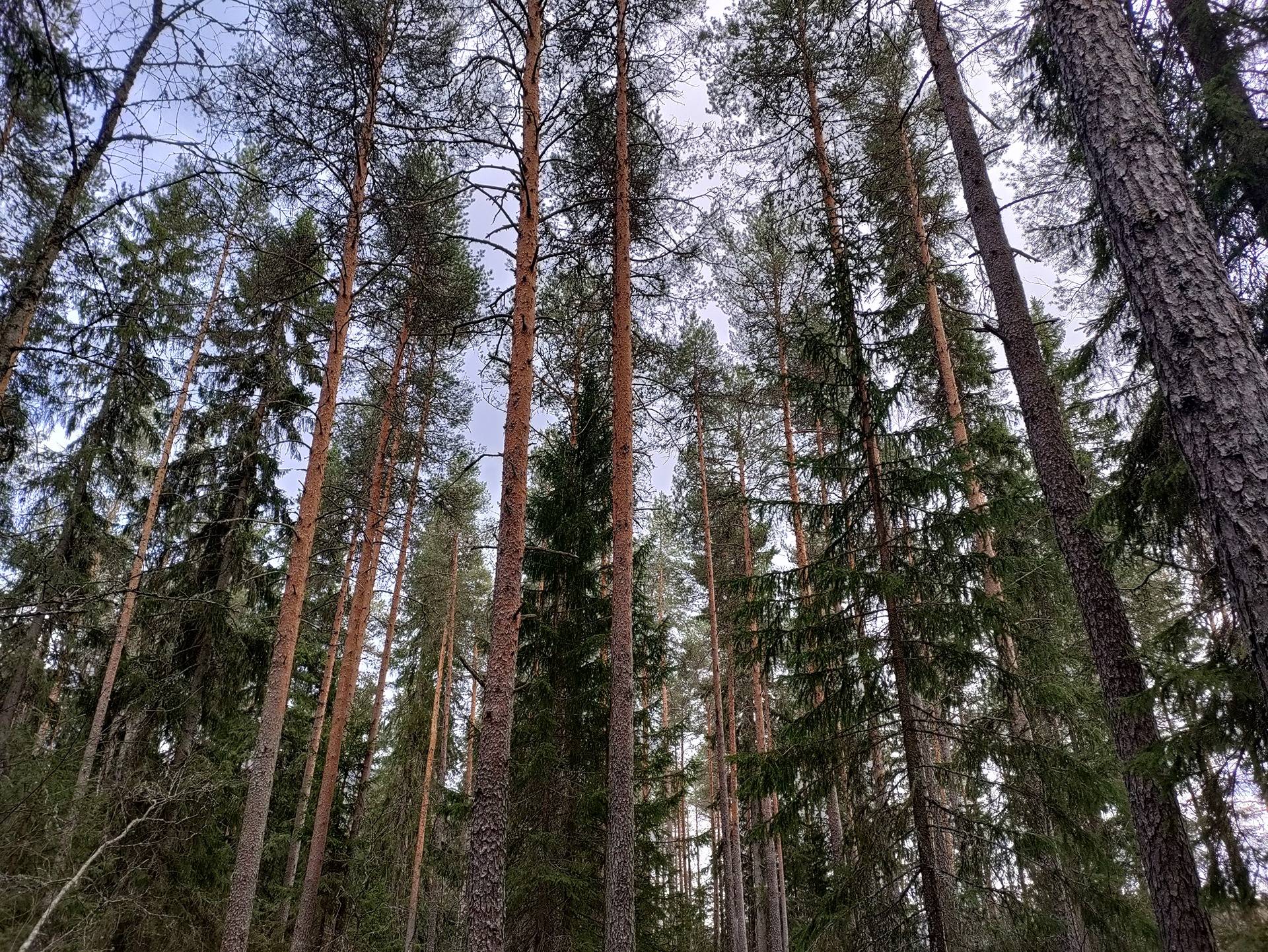 Laasanen 563-401-3-54 1