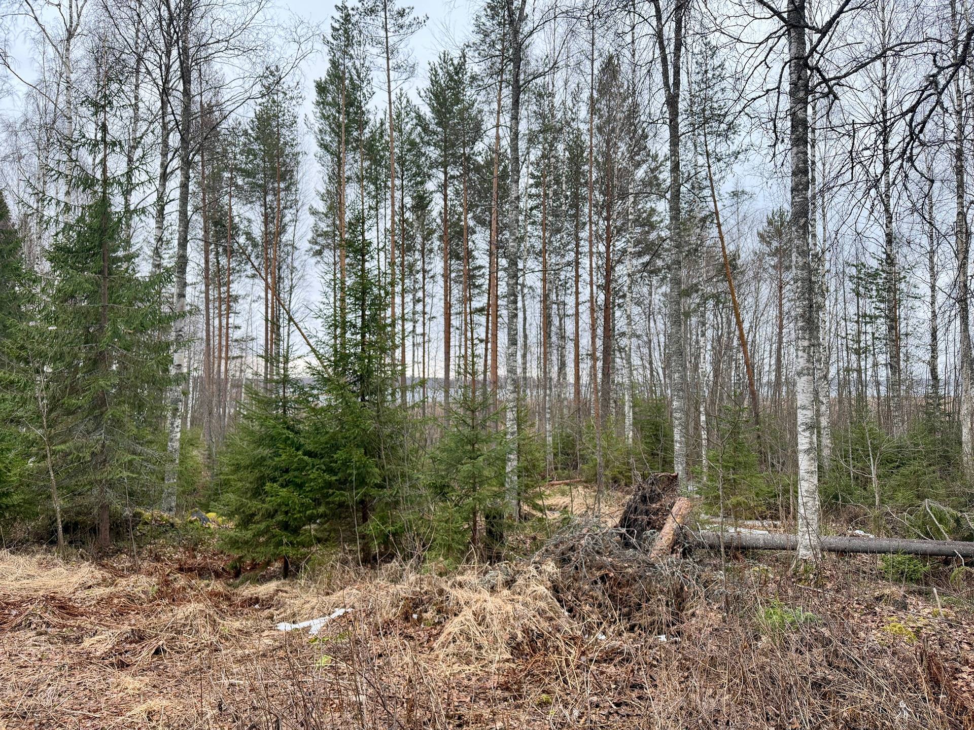 KUUSILEHTO 848-410-11-47, Onkamo 1