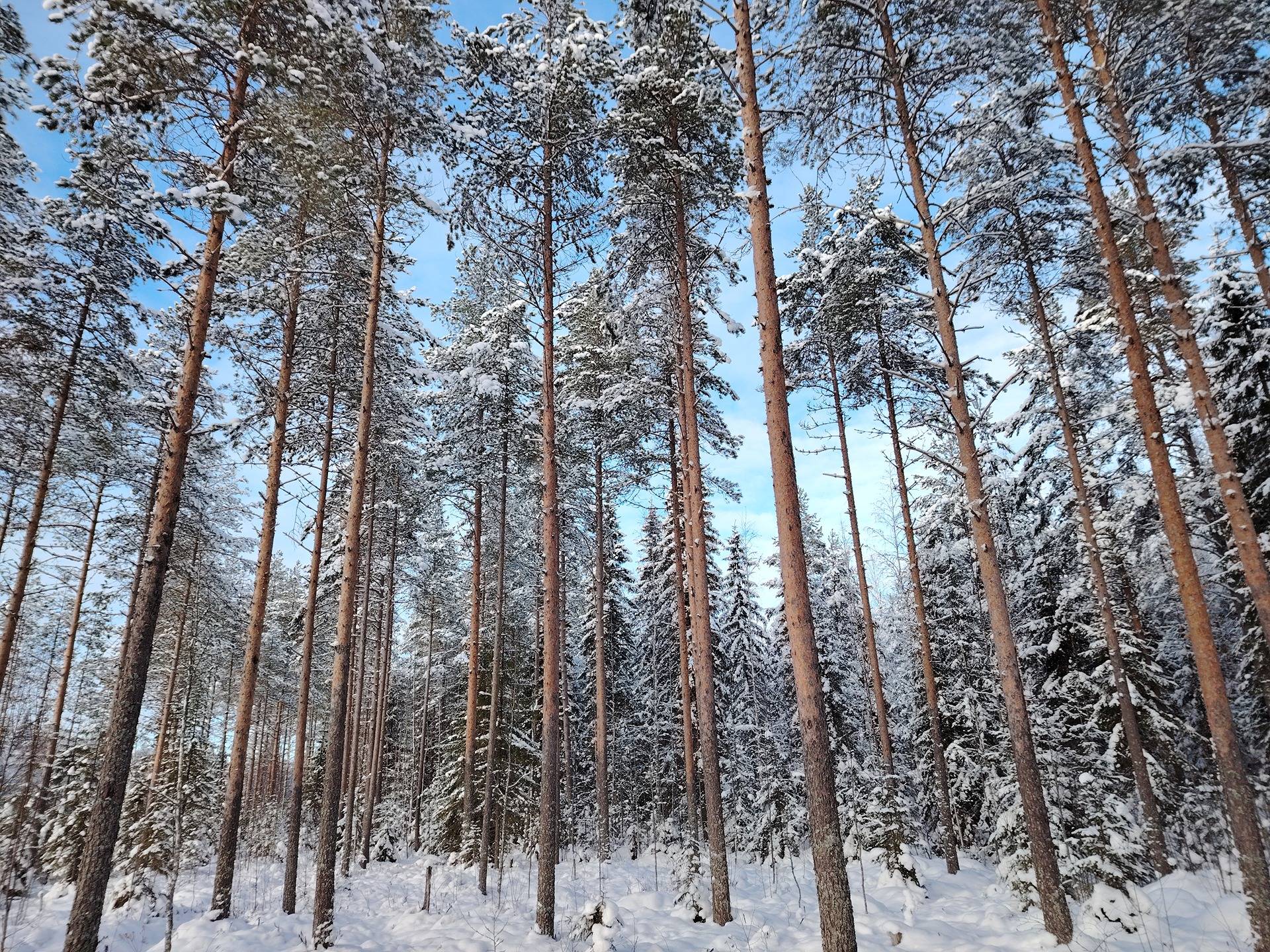 146-427-1-18 KORKIASYRJÄ ja 146-427-1-166 LILJANVAARA, Korkeasyrjä 1