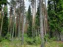 Leiniälän metsäyhtymä 14:5 1