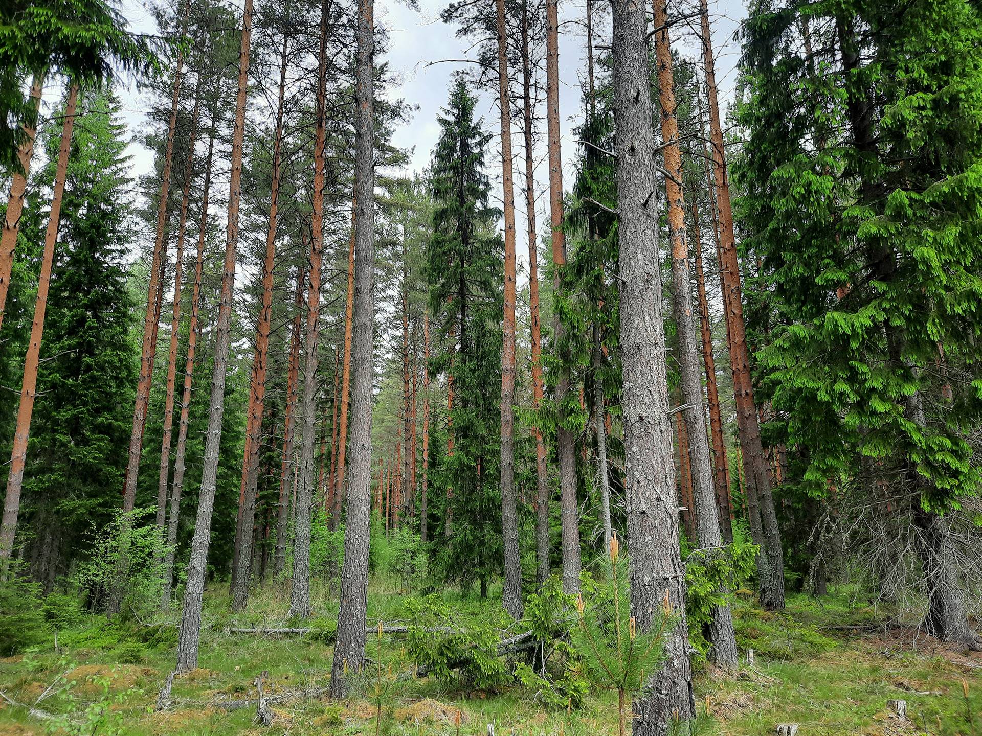 Leiniälän metsäyhtymä 14:5 1
