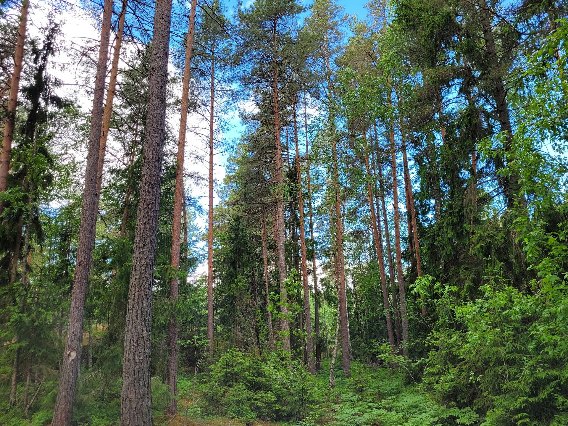 Jarila, Sakara ja Sakara I 1