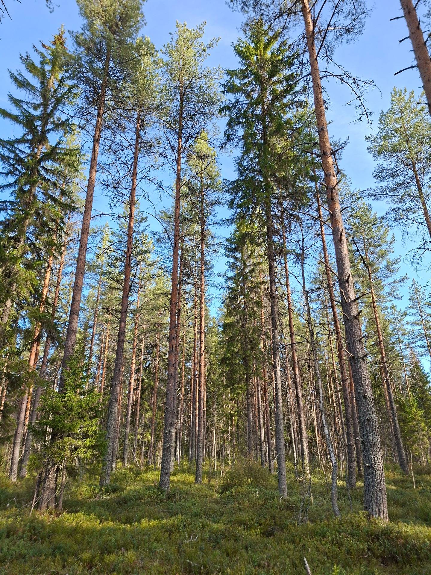 KETONURMI 541-411-18-56 määräala, Vinkerranta 1