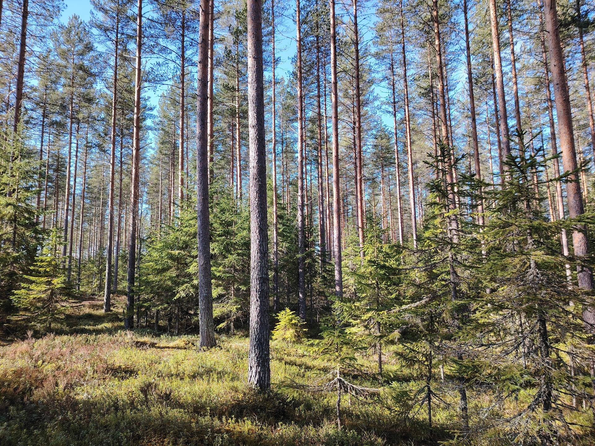 NURKKALA 167-438-2-43, Uramo 1