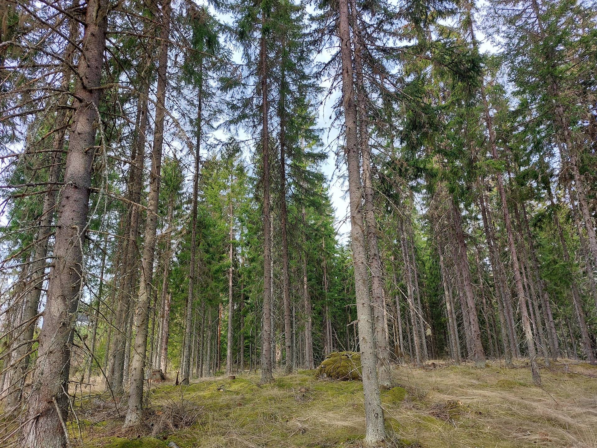 Alakarhula 831-412-2-24, määräala 1