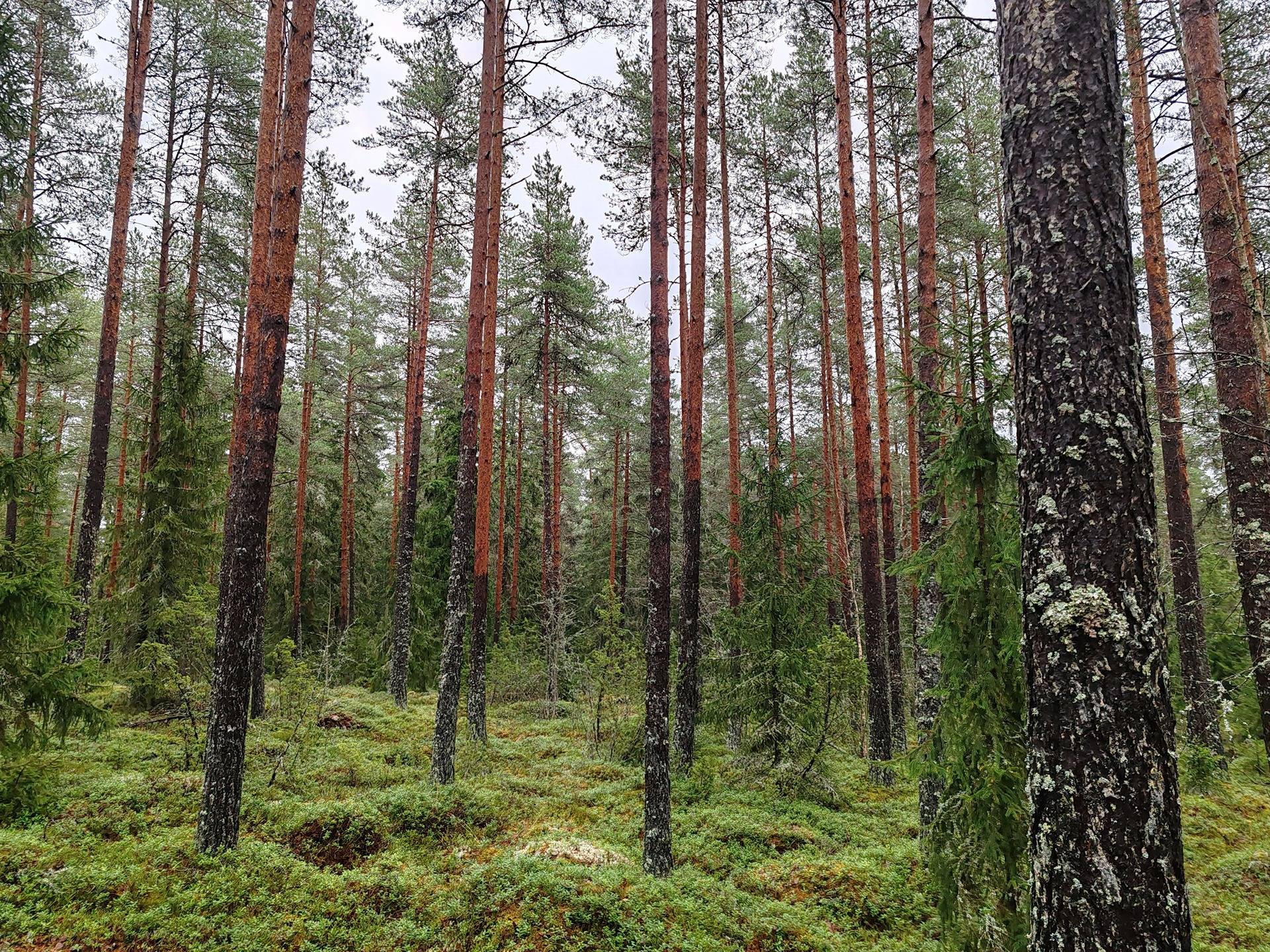 Metsätila Paavola 5:29 Salo, Kuusjoki, 42,0 ha 1