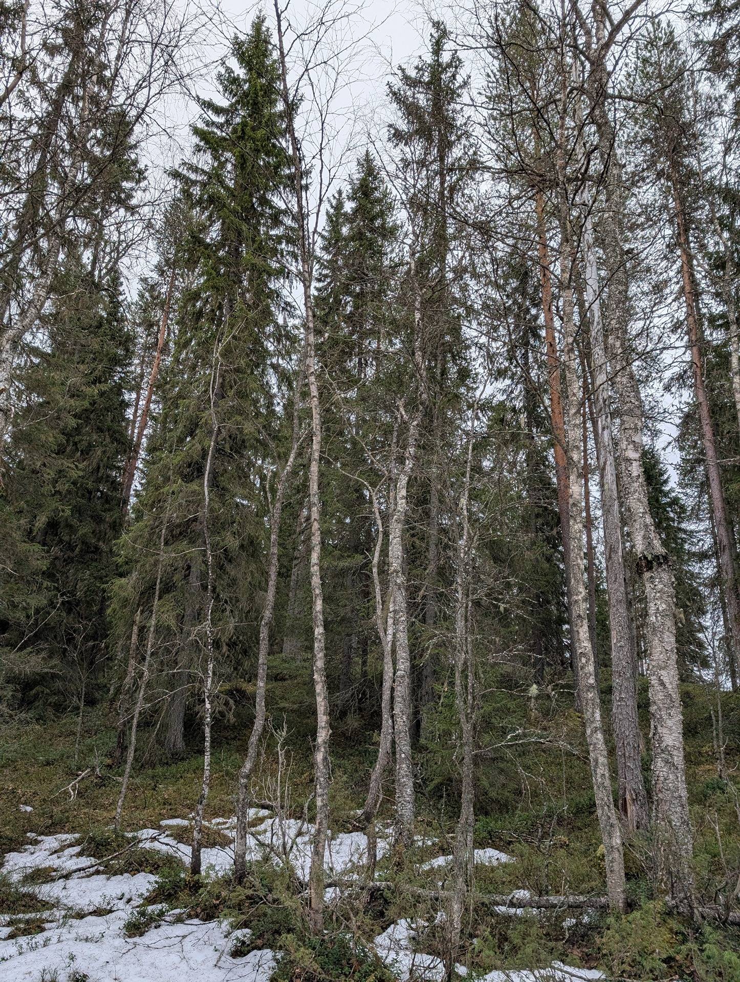 Teerijärvi 290-412-7-43 ja Tuohimaja 290-412-7-44 1