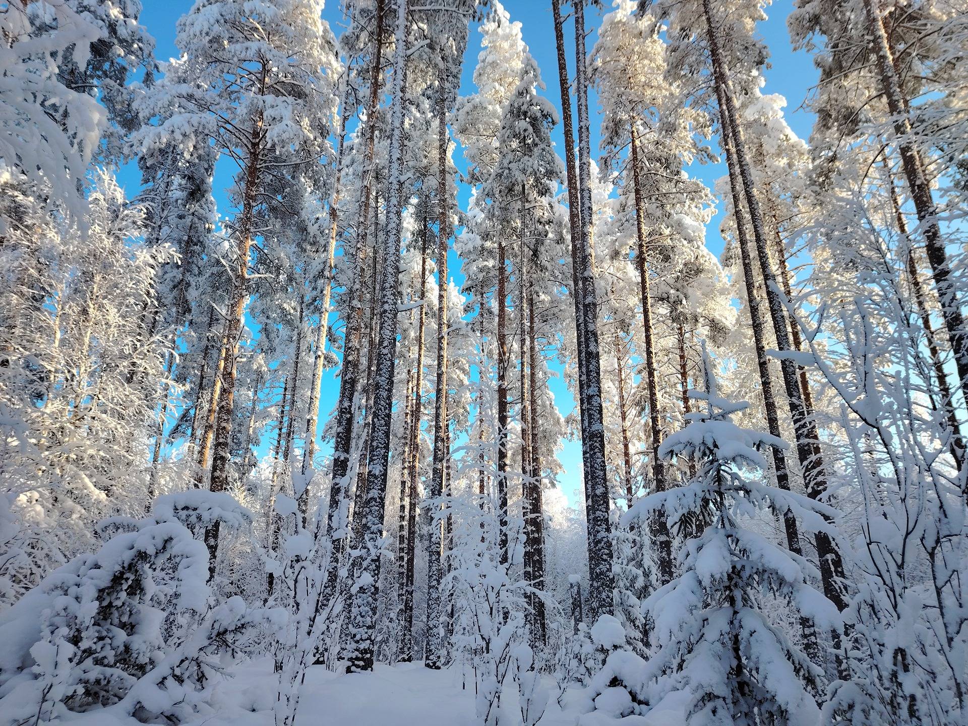 MALVINIEMI 167-437-1-52, Palovaara 1