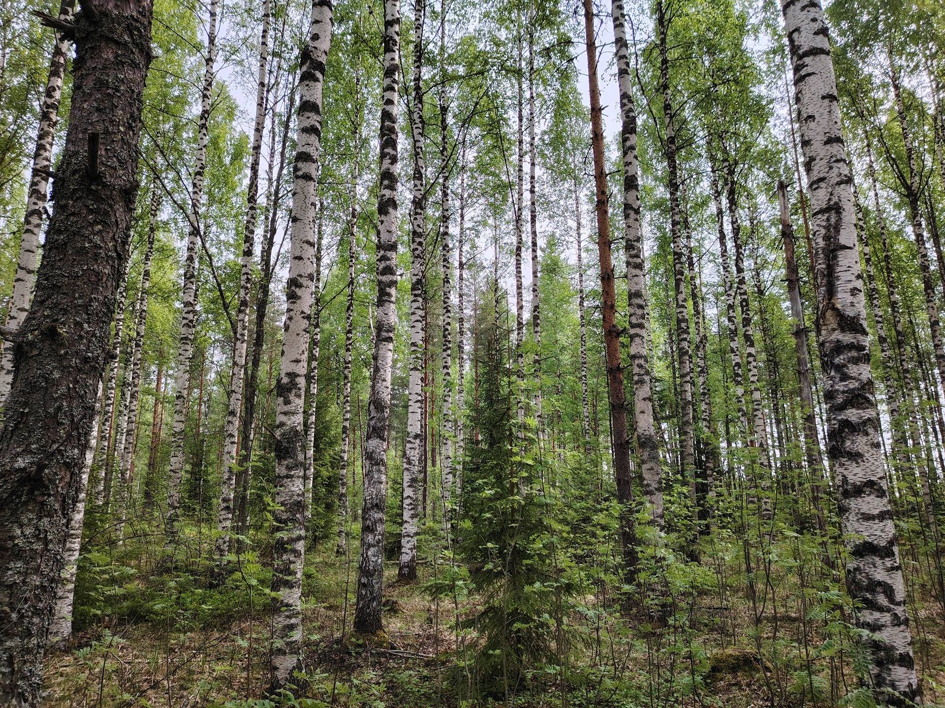 MALVINIEMI 167-437-1-52, Palovaara 1