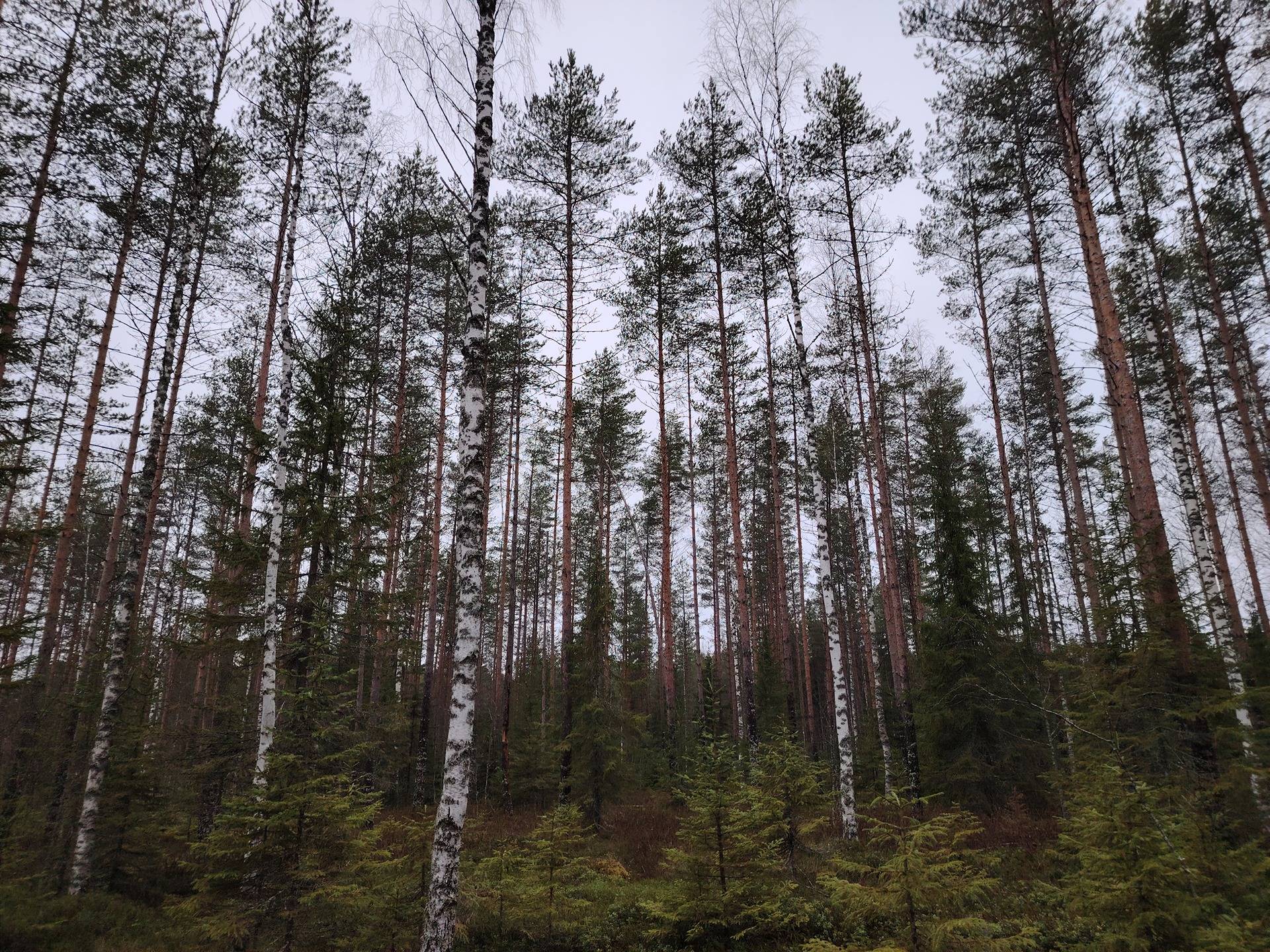 RANTAVAARA 167-426-2-7 määräala, Luutalahti 1