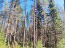 Ullava Haapasalo metsätila Latvala 9:156 5 ha 1