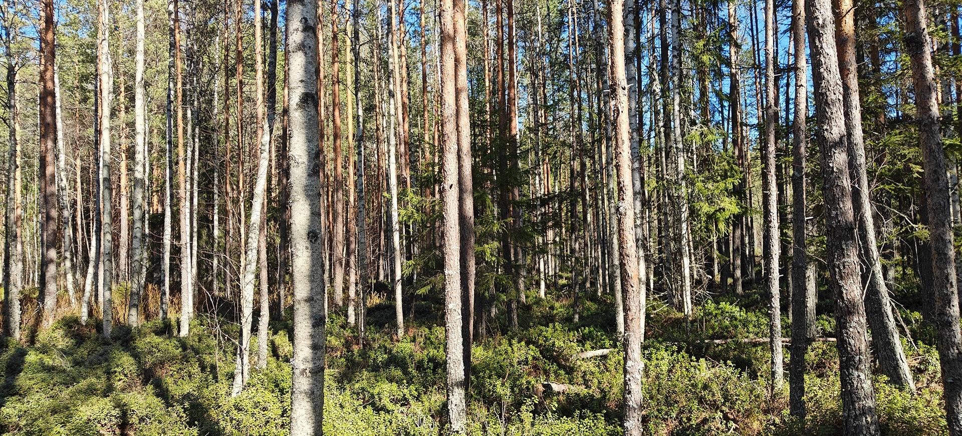 Seinäjoki, SYRJÄ 743-421-103 1