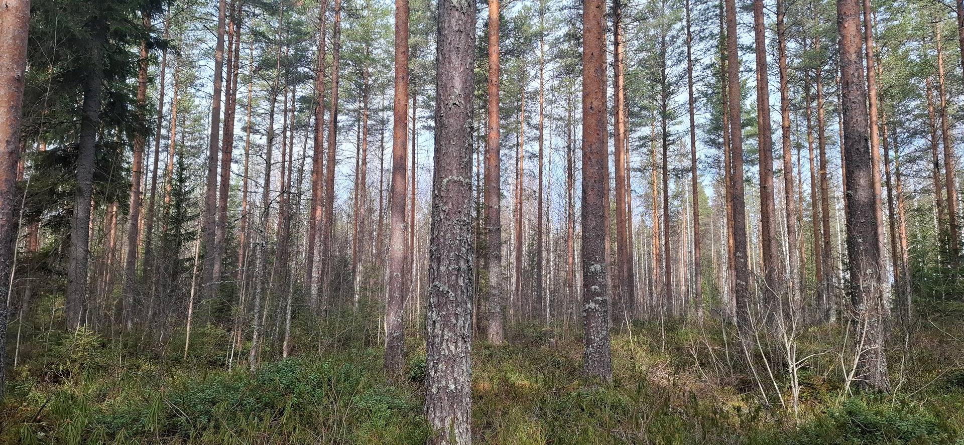 607-402-30-0 KATAJANIEMI, Kinahmo, Myyjä pidättää määräalan ja 607-411-18-2 KATANURMI, Kinahmo 1