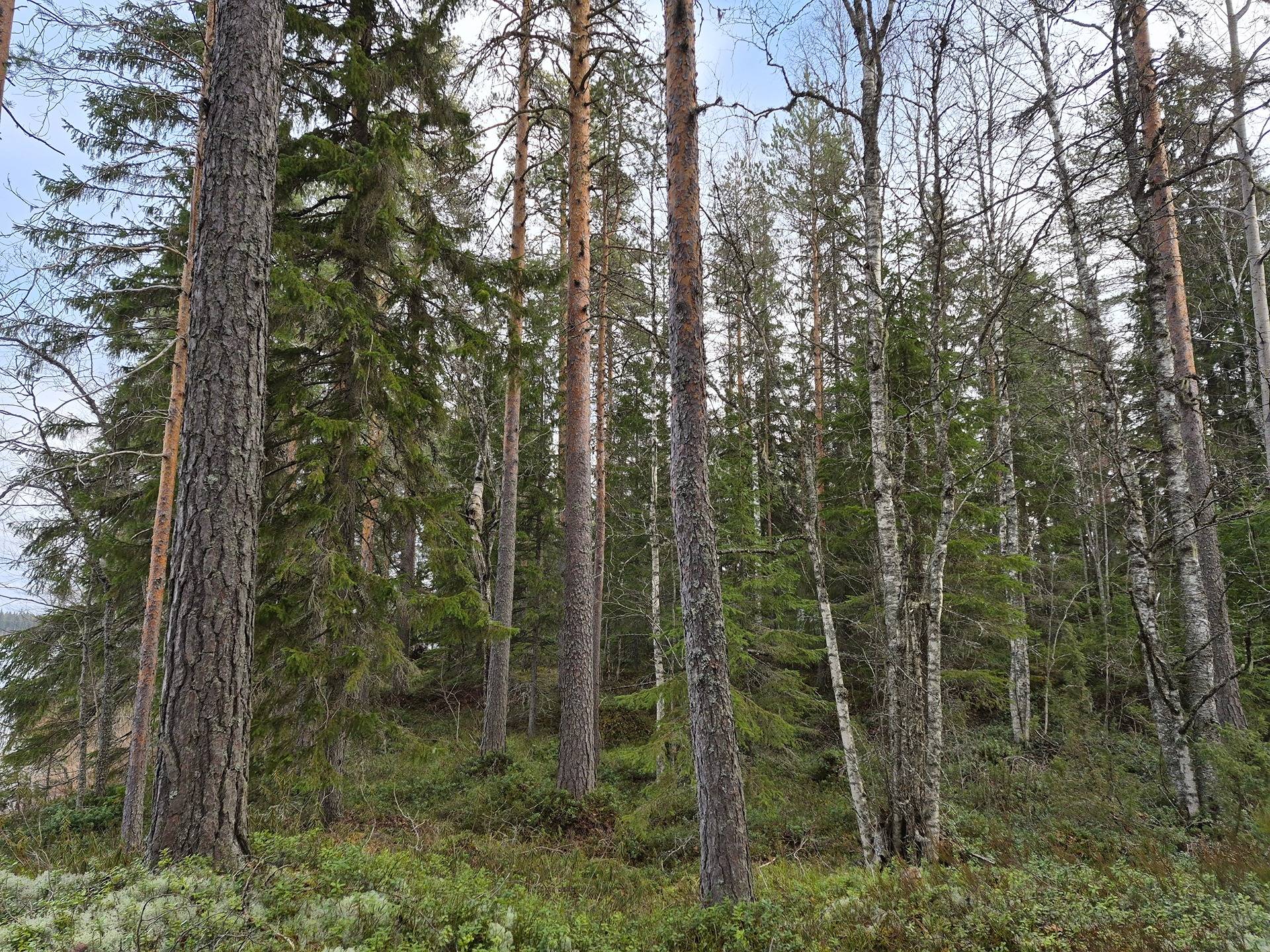 Lehminiemi 6:11 (420-418-6-11) 1