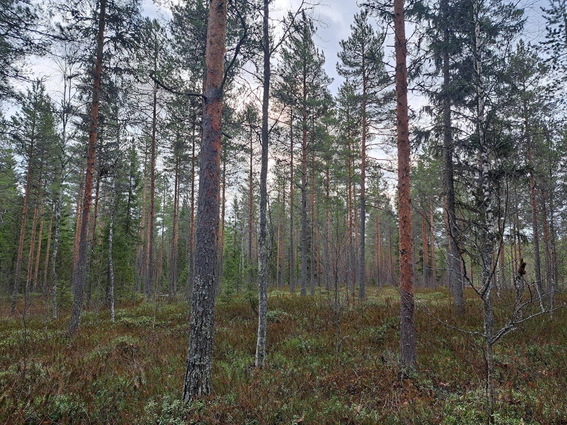 Kopero 791-412-16-53 1