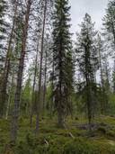 Metsämääräala Terva-Aho 697-401-151-0 1