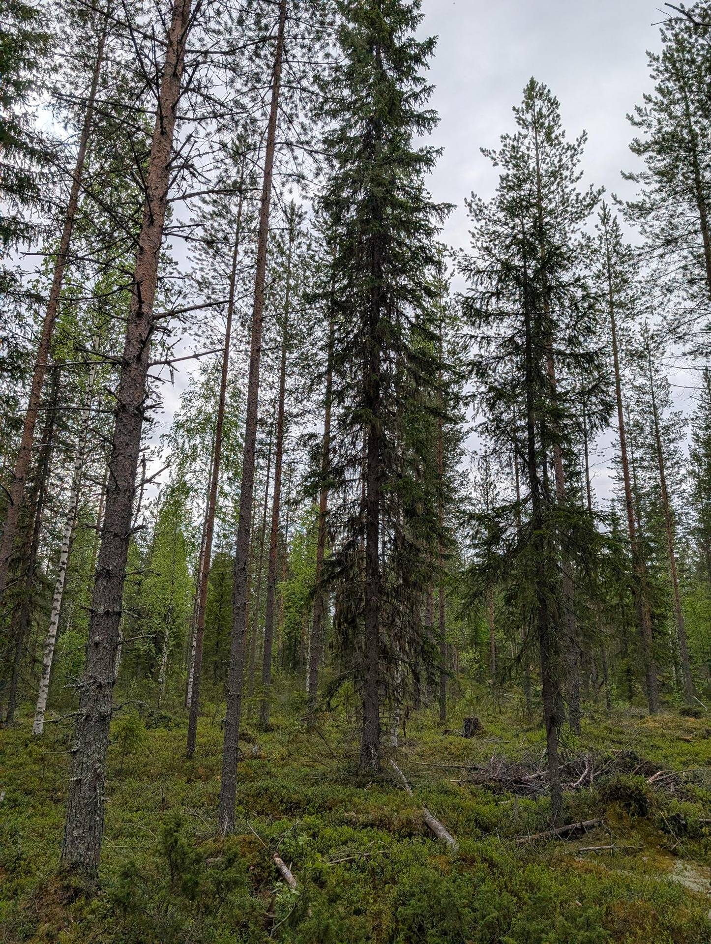 Metsämääräala Terva-Aho 697-401-151-0 1