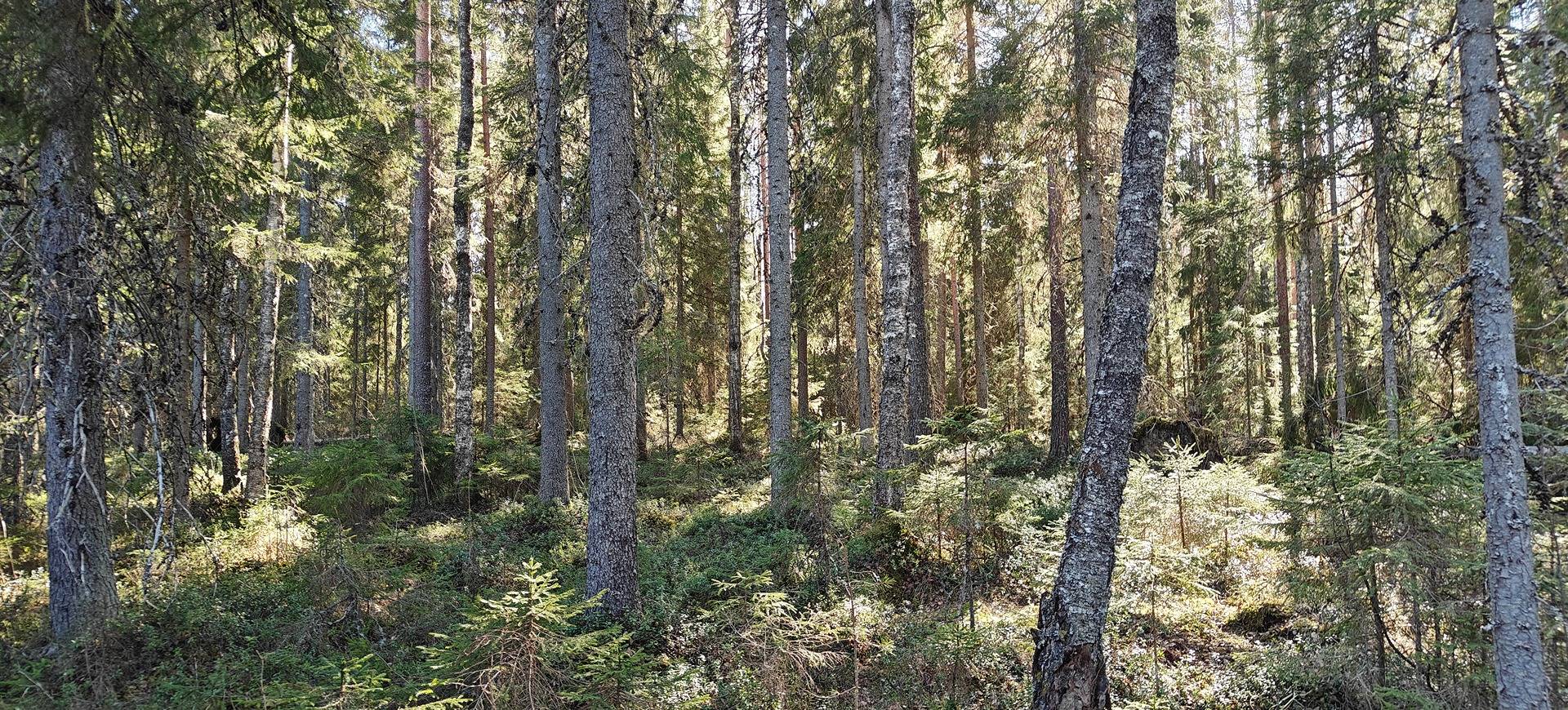 Soini, LEHTIHOVI 759-404-3-65 1