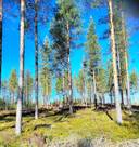 Metsämännistö 686-408-53-14 1