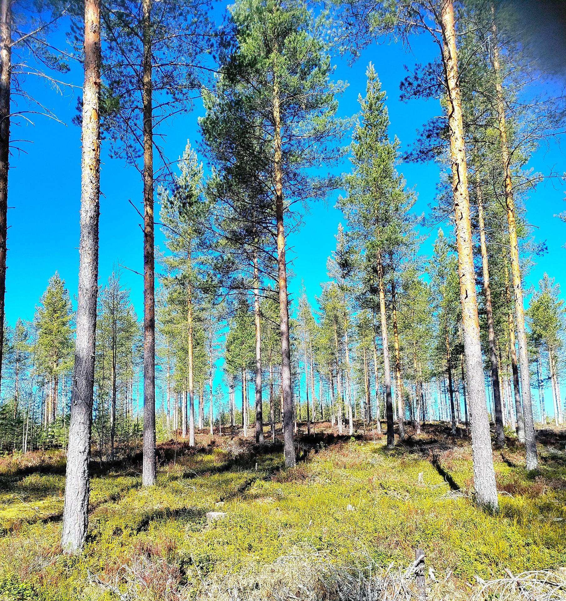 Metsämännistö 686-408-53-14 1