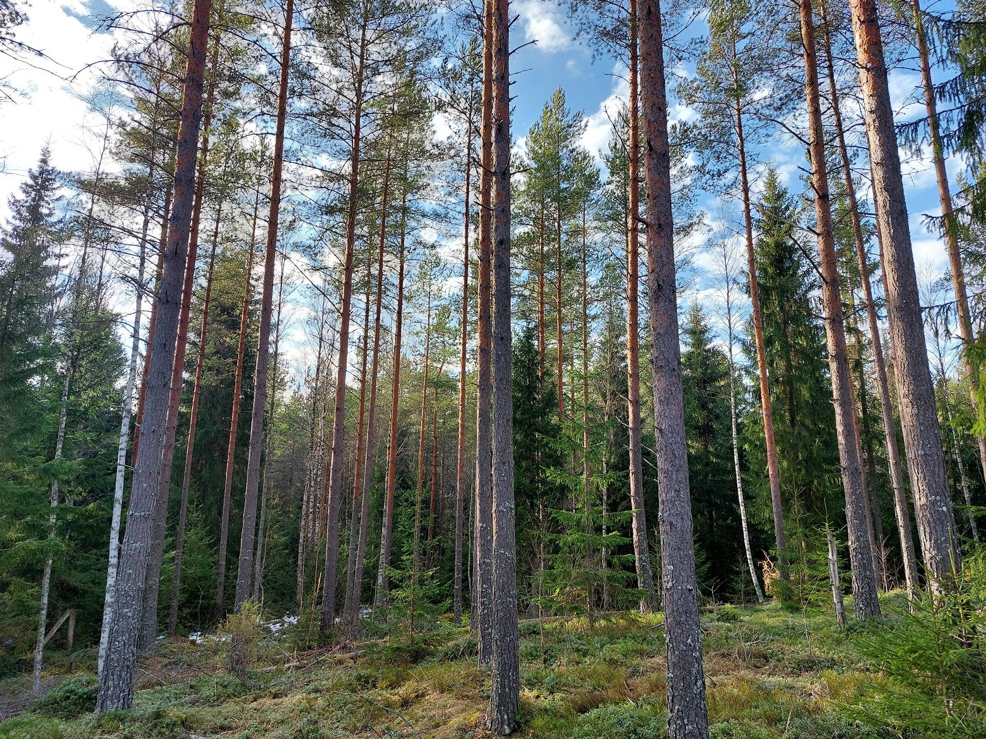 Kaskitalo 405-483-3-142 1