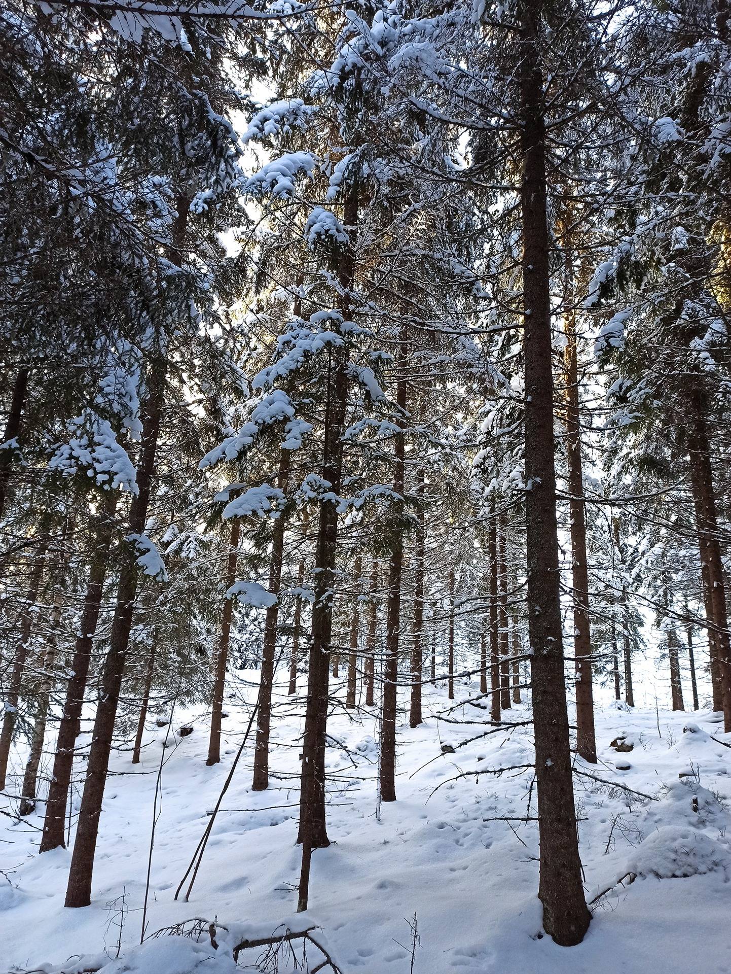 ITÄPALSTA 260-420-3-16, OJANTAUS 260-420-3-5 ja TAUNONMAA 260-420-27-0 1