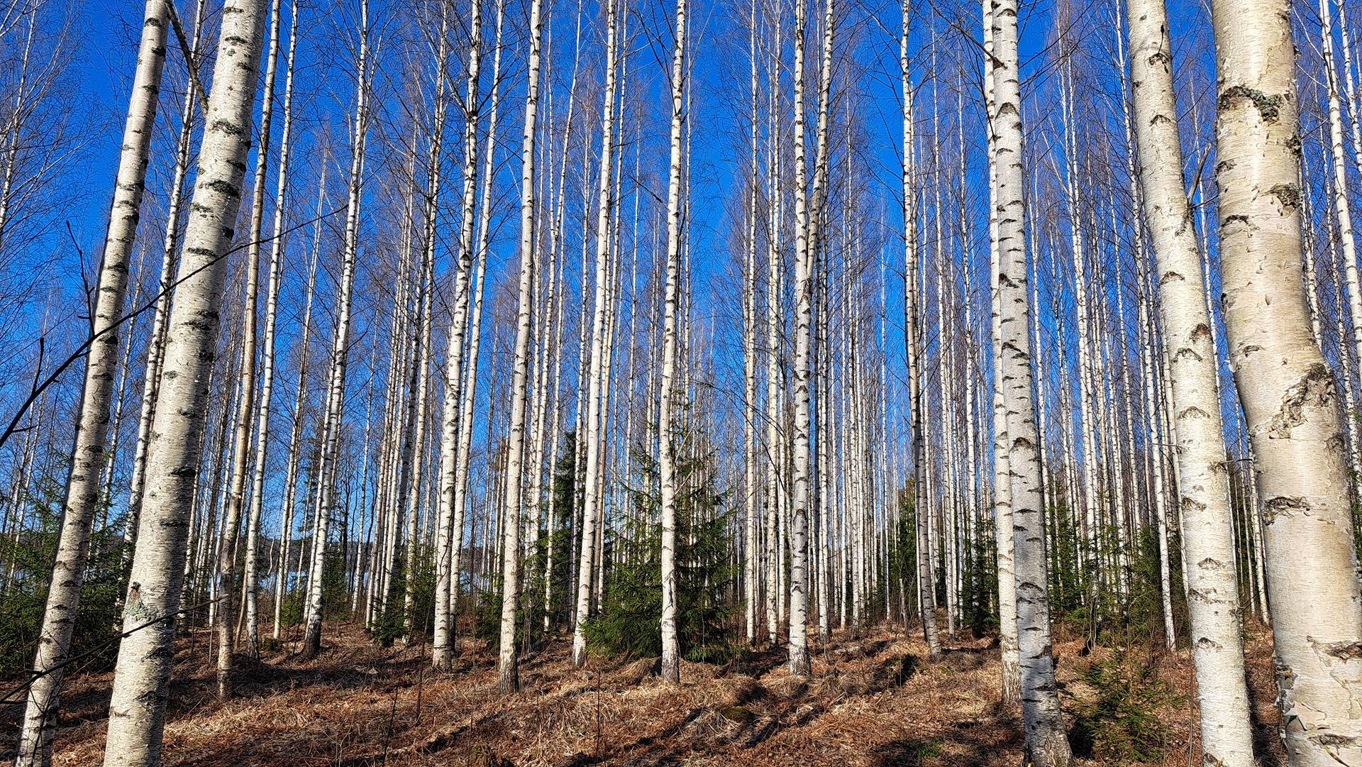 Metsola 740-561-2-12 1