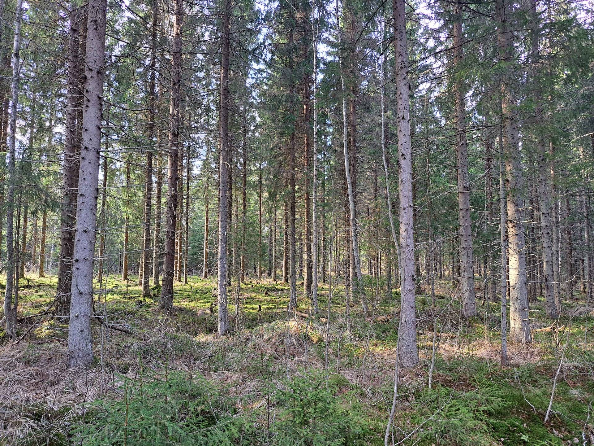 Marjamaa 286-448-5-3 1