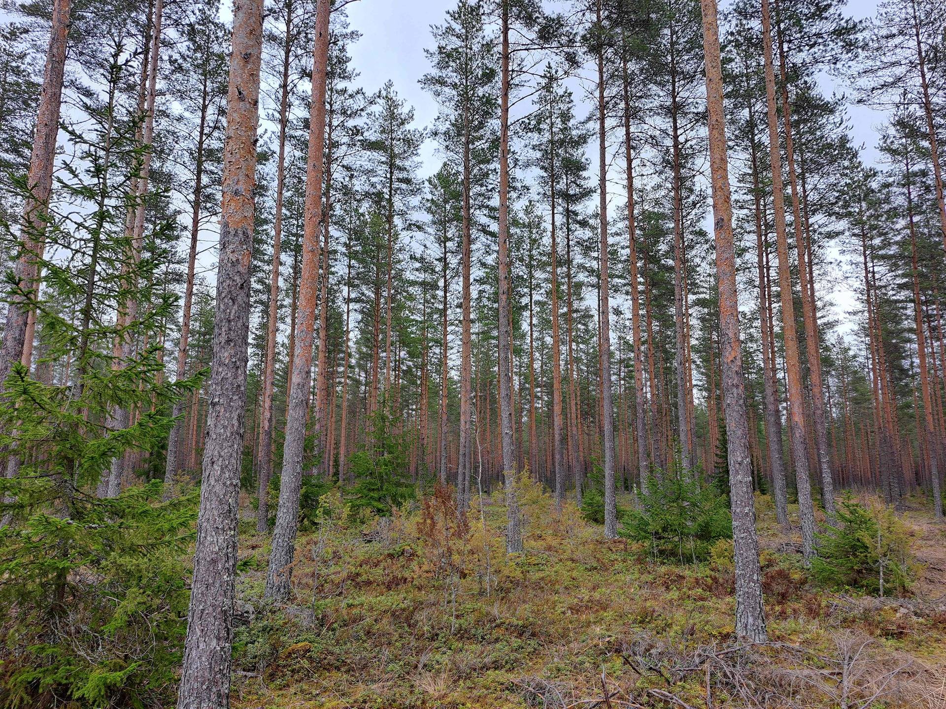 Vierumaa 142-422-36-0 1