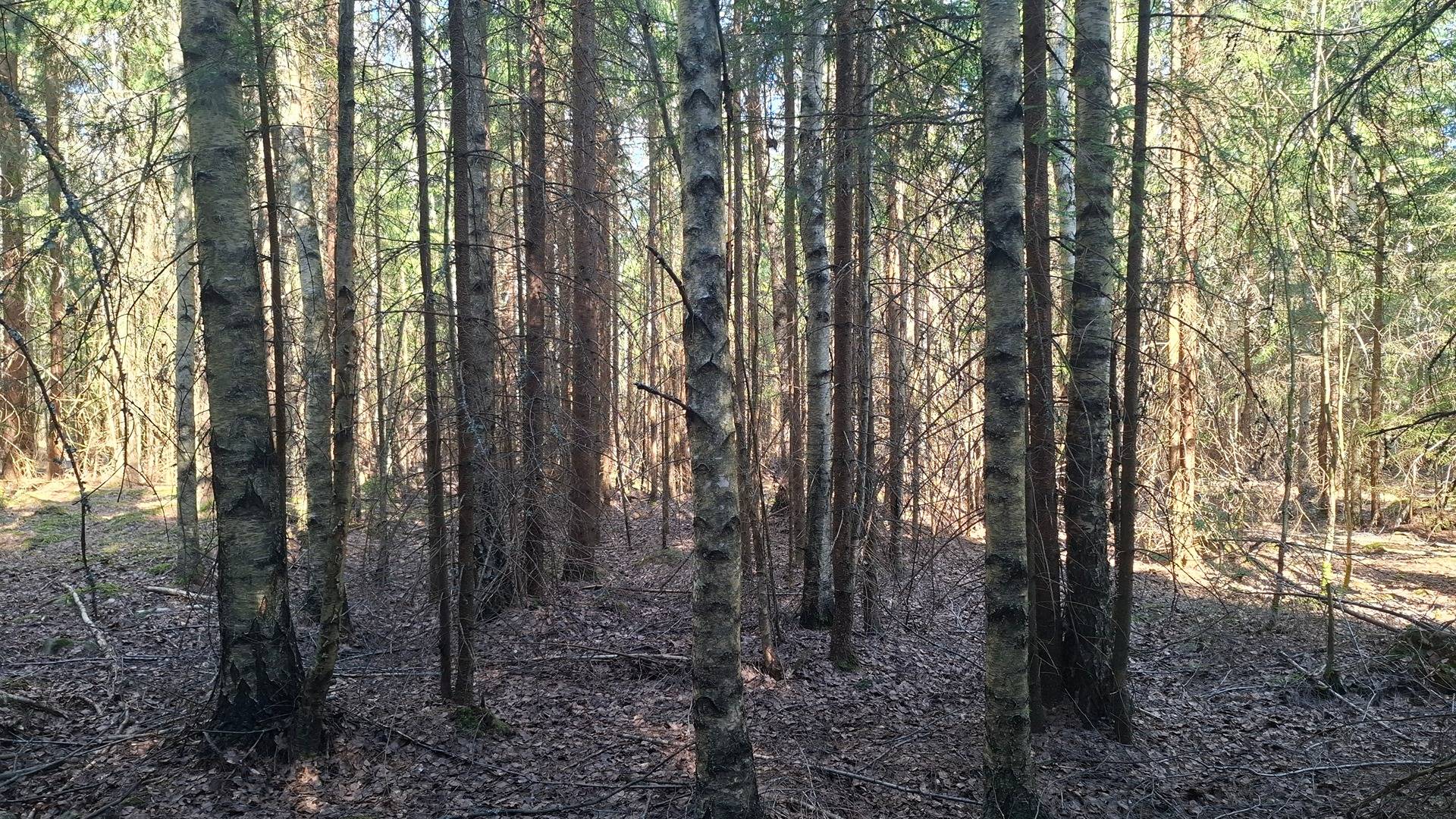 MATALEENMÄKI 2:14; Alastaro / Loimaa 1