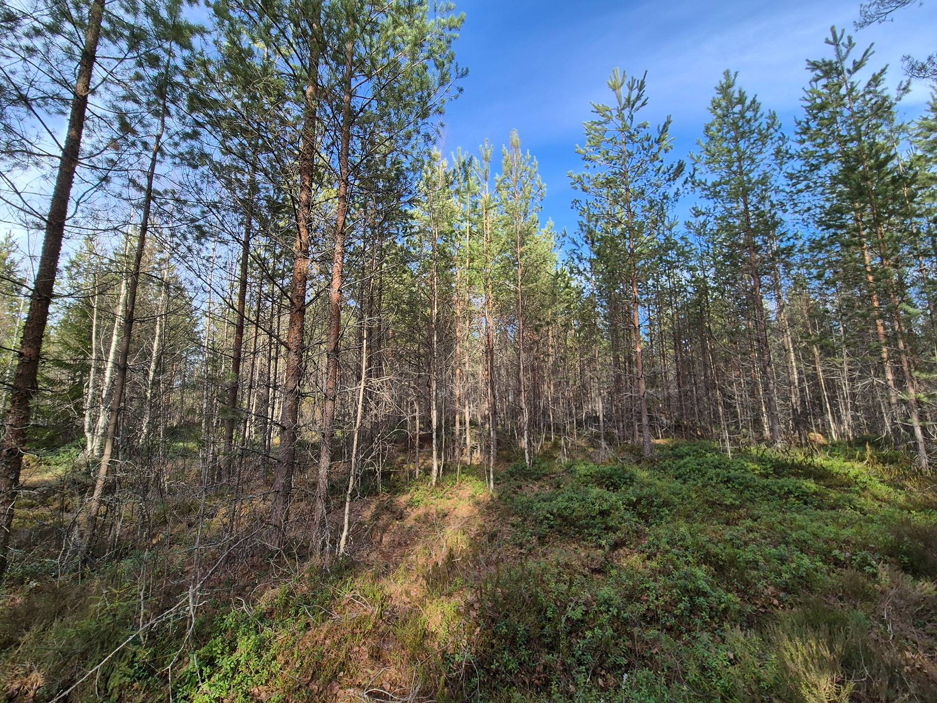 Määräala Mäki-Pöntinen 11:80 1