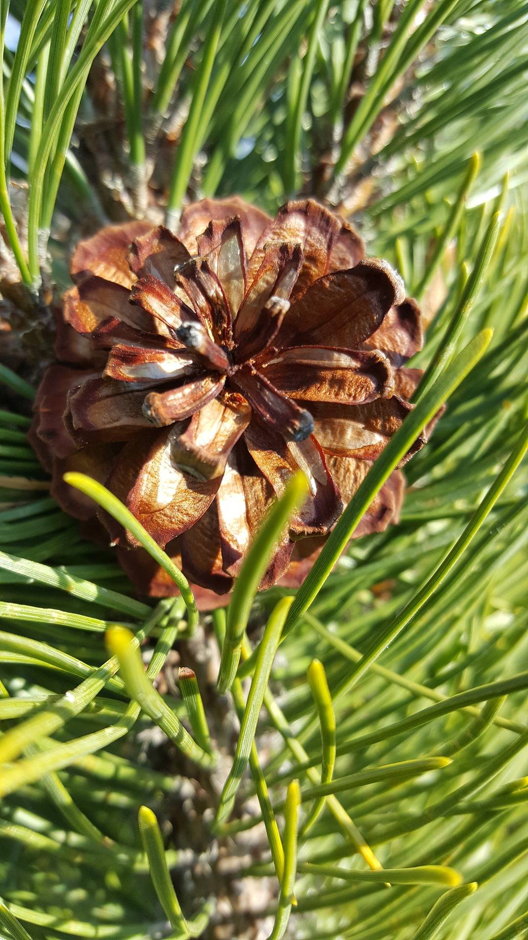 Vesterman 4:162, Västra Yttermark 1