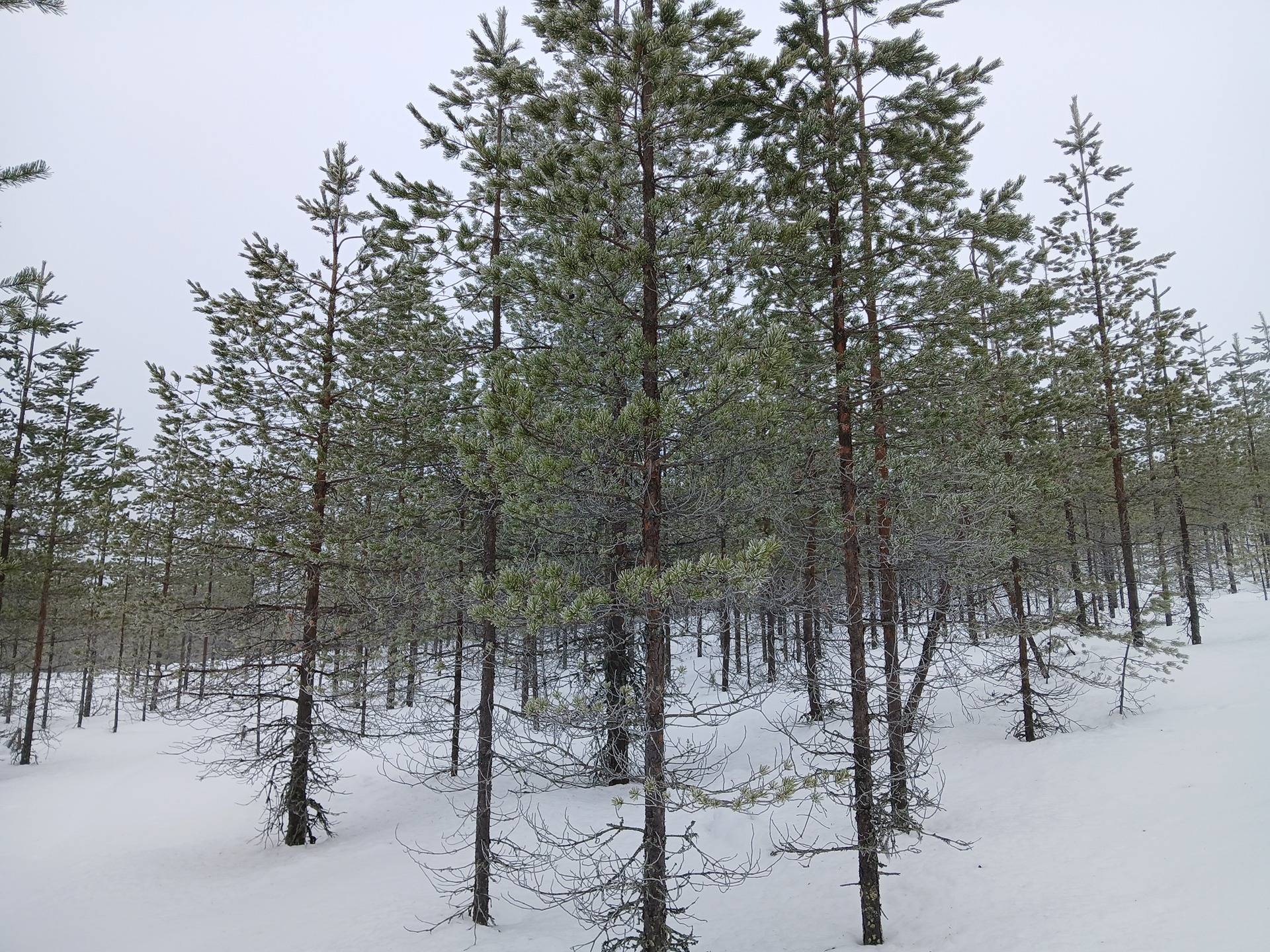 MASKOLA 785-407-34-3 metsäkiinteistö 22,31 ha 1