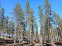MASKOLA 785-407-34-3 metsäkiinteistö 22,31 ha 1