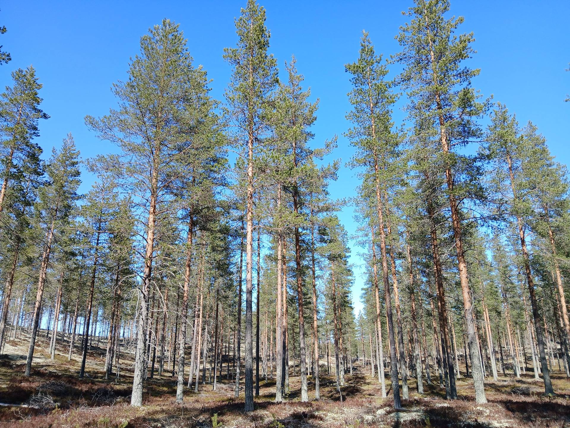 MASKOLA 785-407-34-3 metsäkiinteistö 22,31 ha 1