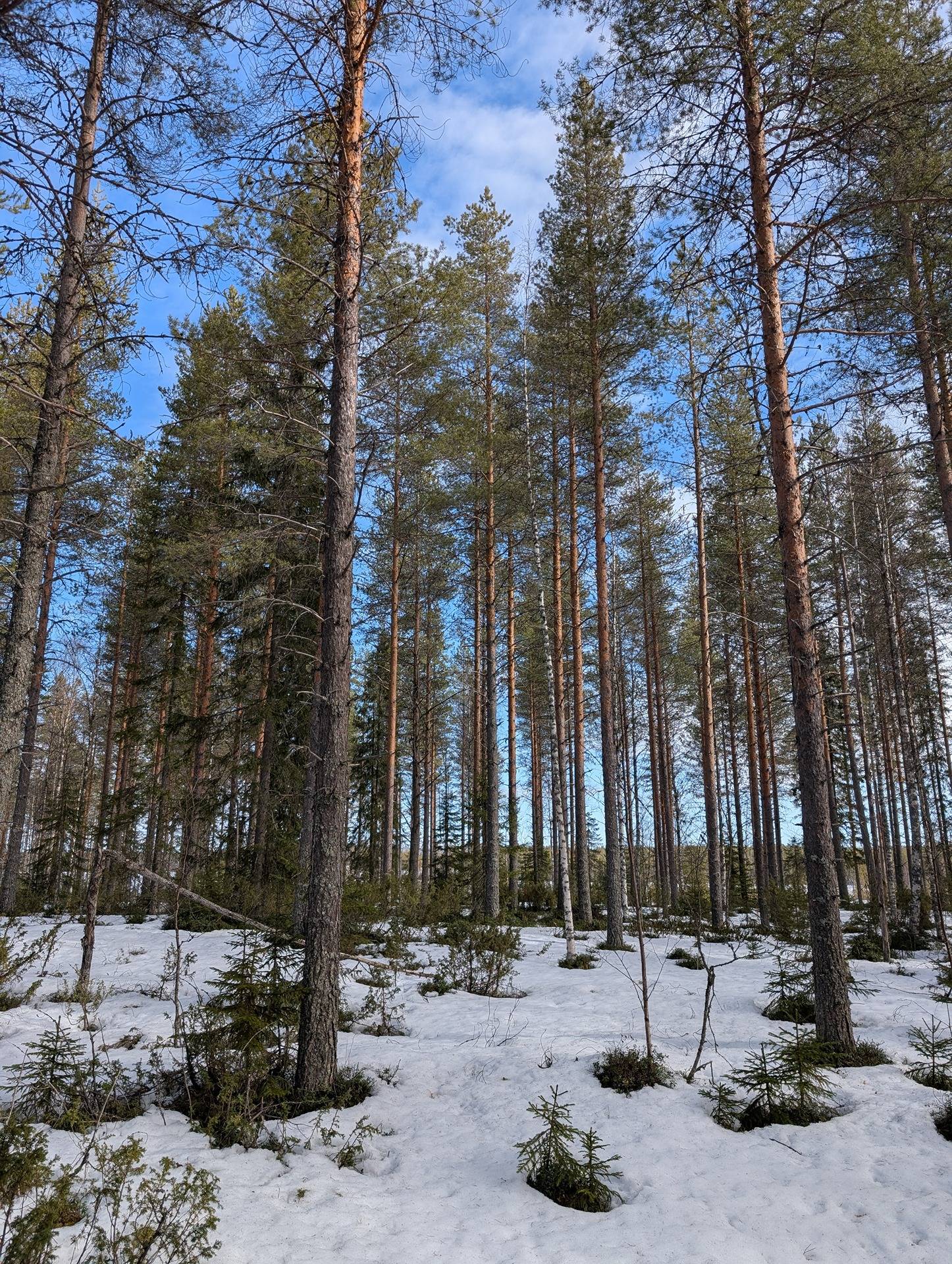 Metsämääräala Yliröntylä 777-405-26-44 1