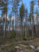 Metsämääräala Yliröntylä 777-405-26-44 1