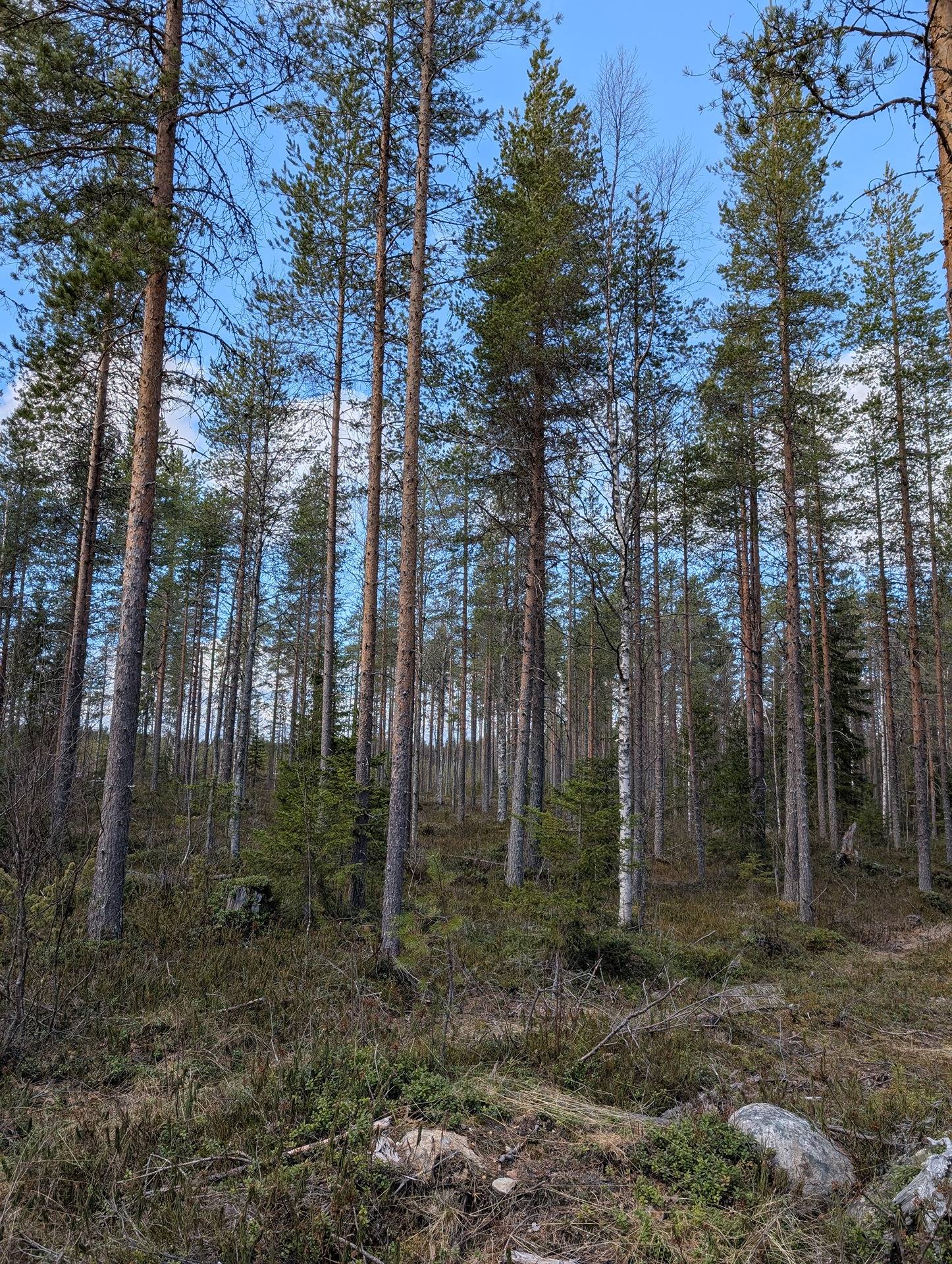 Metsämääräala Yliröntylä 777-405-26-44 1