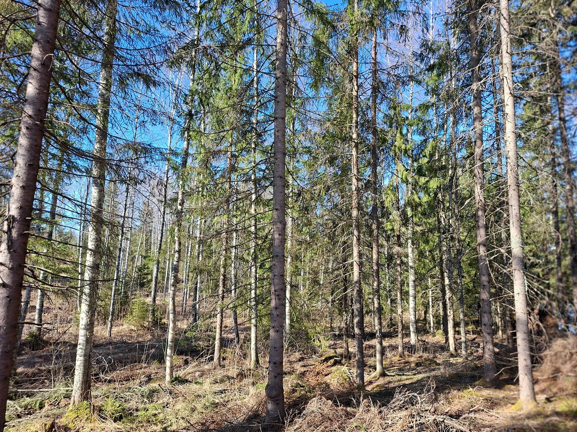 Isoniemi 10:35 ja Mäkäräinen 10:39 1