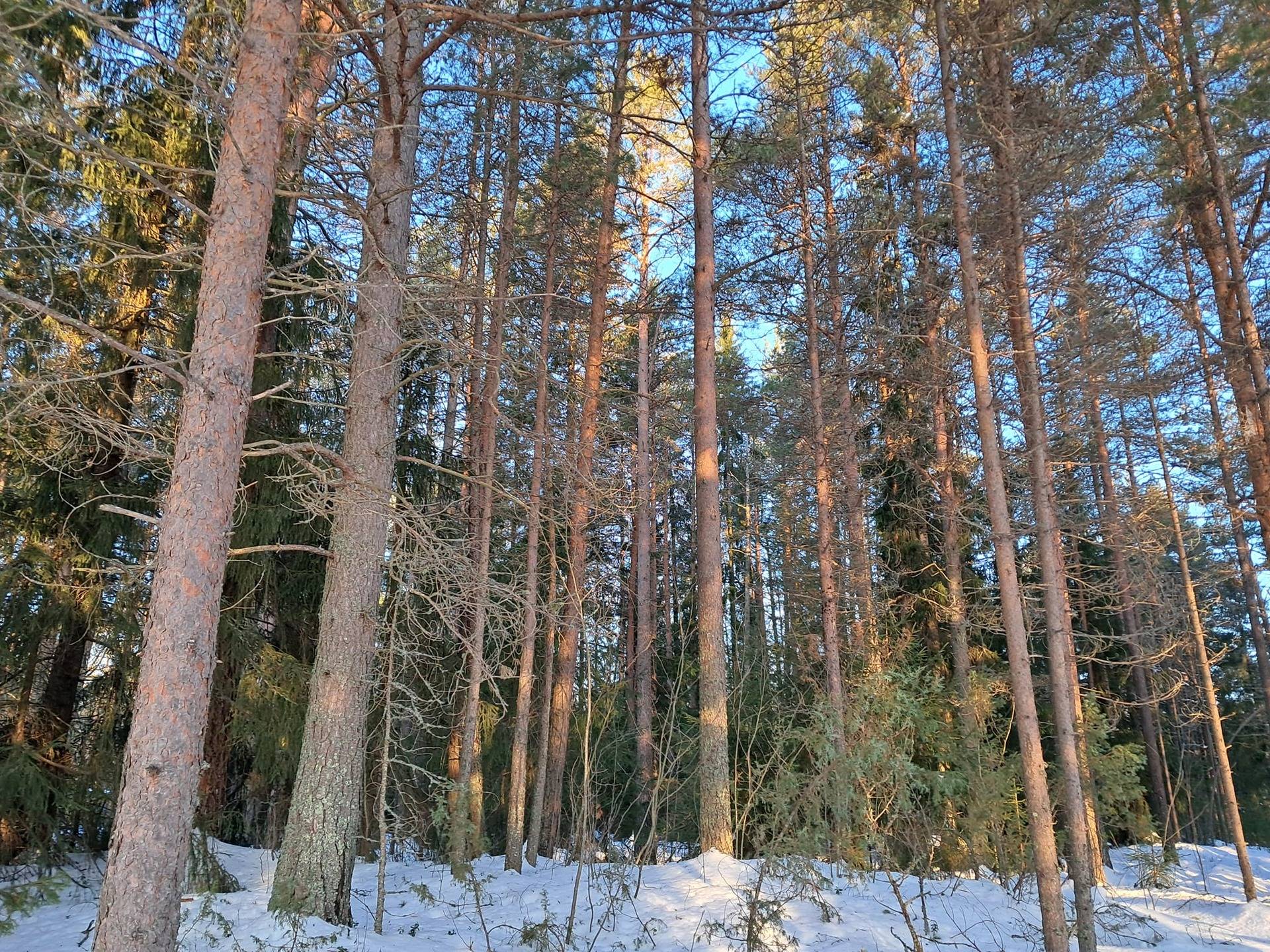 Heikkilä 139-403-14-42, Ainola 139-403-14-17 ja Vetsikko 139-403-8-73 1