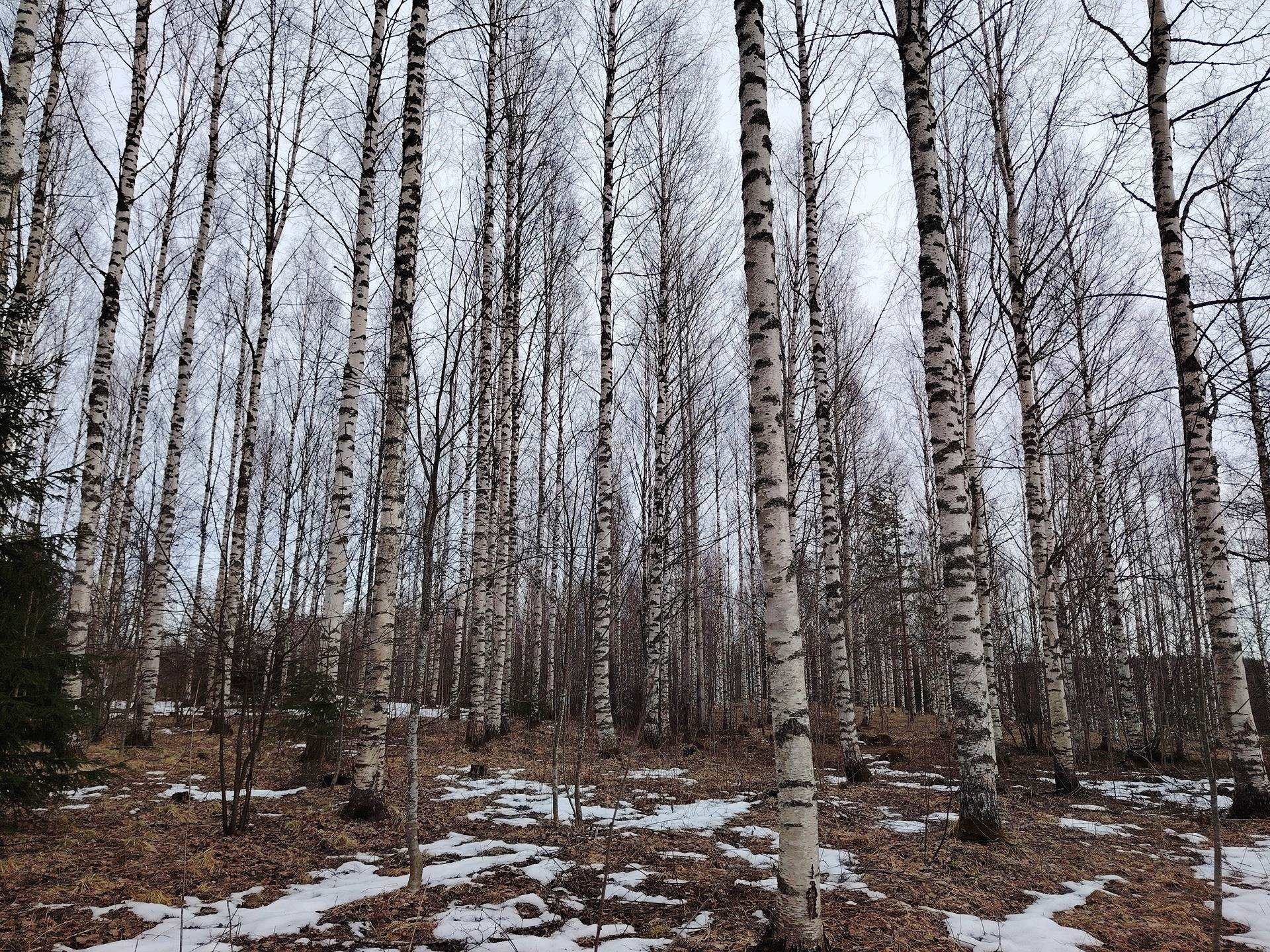 LOUHELA 260-405-25-6 Juurikka, määräala 1