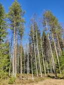 Sillankorva 765-405-31-39 1