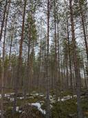 Lampela 777-409-86-2 1