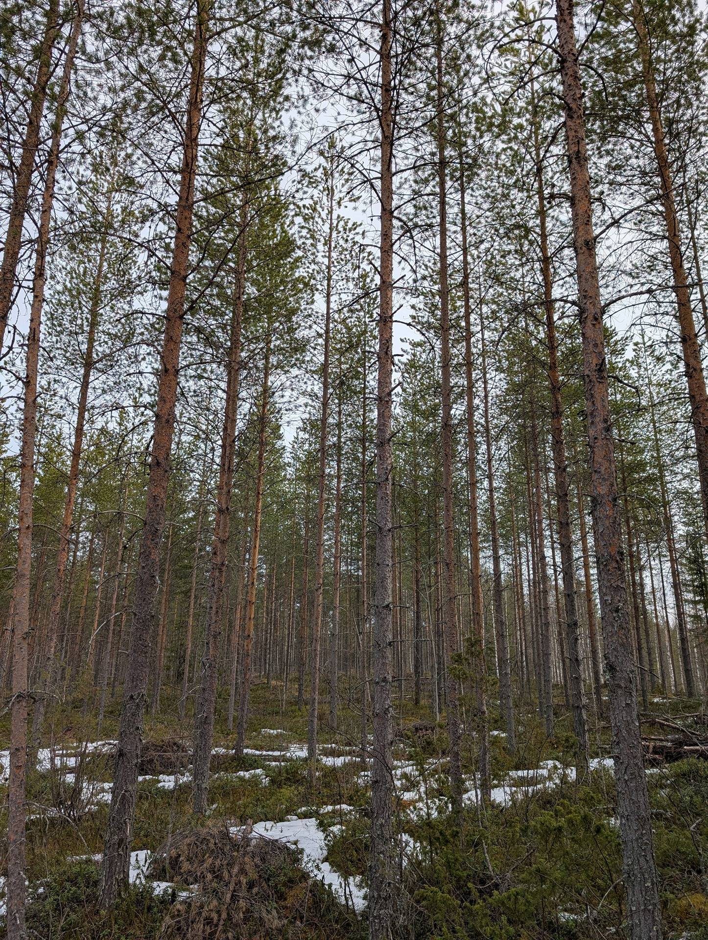 Lampela 777-409-86-2 1