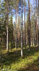 Lisä-Tervaniemi 312-403-14-16 1