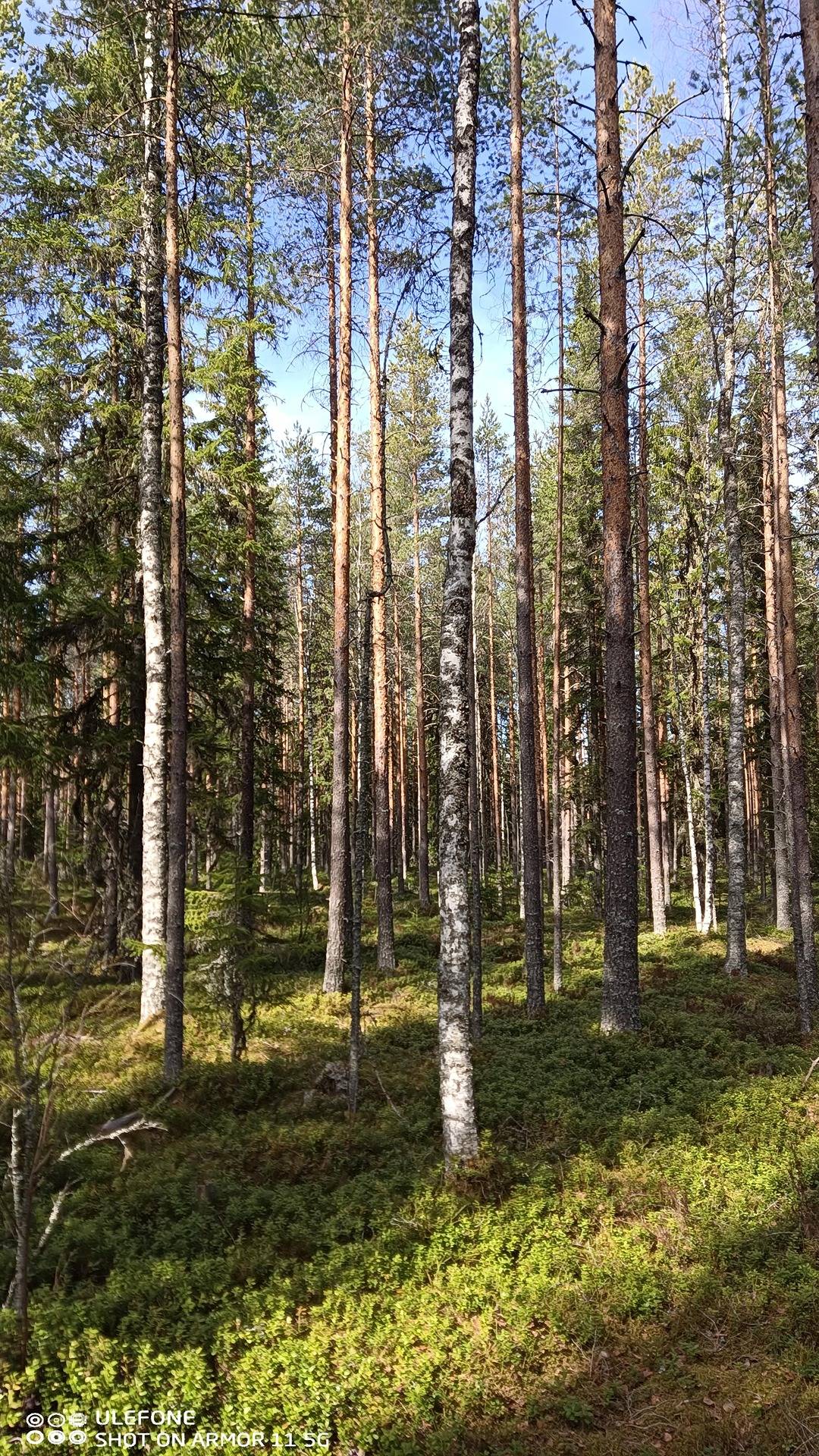 Lisä-Tervaniemi 312-403-14-16 1