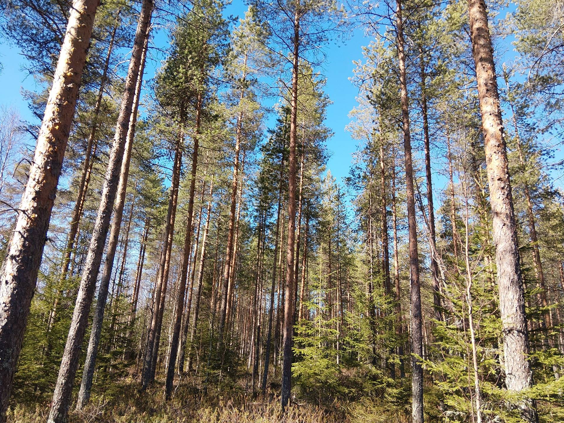 Nevaharju 263-410-20-17 1