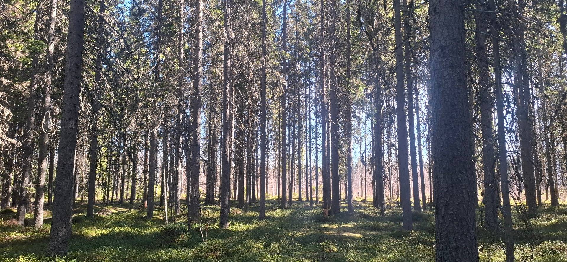 607-414-99-24, TOIVOLA, Kirkonkylä 1