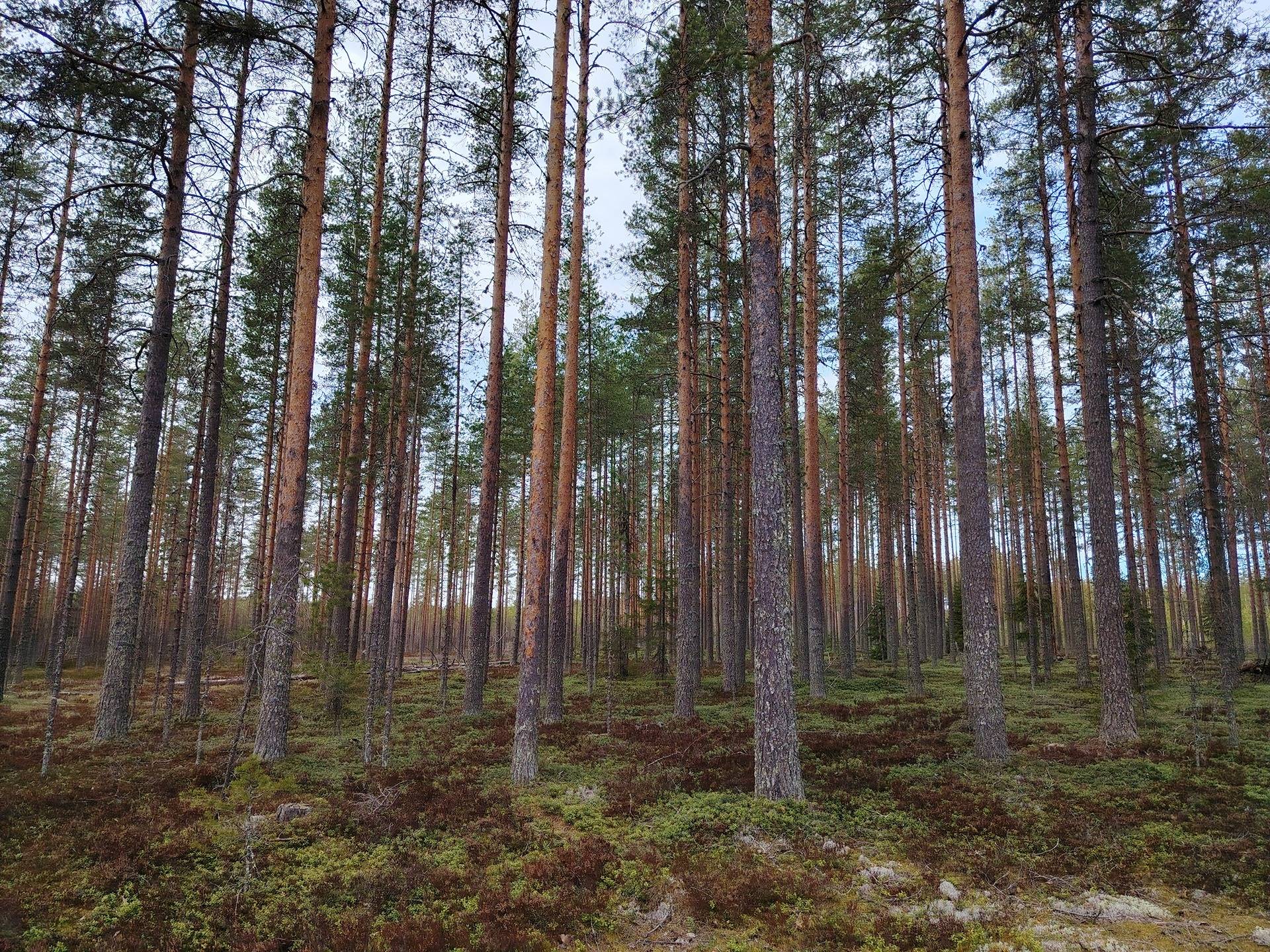 Osuus Onkamon yhteismetsään, IMMOLA 848-403-5-46 1